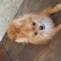 سگ پامرانین|سگ|شاهینشهر, خانه کارگر|دیوار