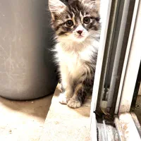 واگذاری بچه گربه