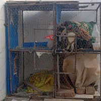 جفت گاه چهار جفتی مستحکم و با میلگرد قوی