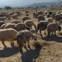 150 راس میش بره دار و آبستن|حیوانات مزرعه|جره و بالاده, |دیوار