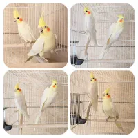 7 جفت عروس هلندی بالغ کارداده نر و ماده|پرنده|مشهد, شهرک امام هادی (شهرک غرب)|دیوار