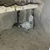 مایا