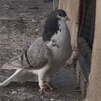کفتر