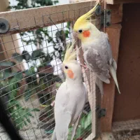 عروس هلندی مولد