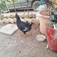 جوجه گلین اصل کفتر سینه سرخ ماده