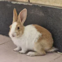 بچه خرگوش