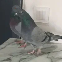 کبوتر  پرشی|پرنده|فردیس, شهرک ناز|دیوار