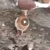 کبوتر باخت کردن قزوینی