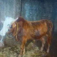 گوساله ورزا