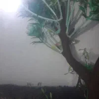 گوپی با غذا