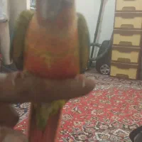 یک عدد جوجه گرینچیک دوجفت عروس هلندی عروسکسبام