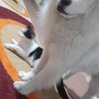 پودل گم شده