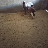 میش و بره افشاری|حیوانات مزرعه|ندوشن, |دیوار