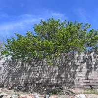 زمین جبالبارز(محمداباد)