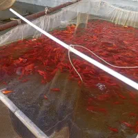 ماهی قرمز شب عید در ابعاد سه بند دو بند