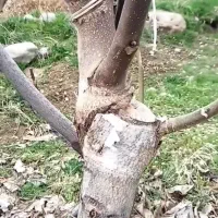 پیوند کاری گردو و انگور موندراپ