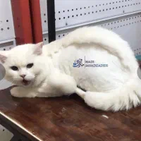 آرایشگر حیوانات خانگی