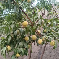 خانه باغ|فروش خانه و ویلا|مشهد, شیرحصار|دیوار
