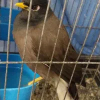 مینا سخنگو نر