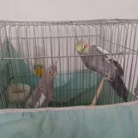 یک جفت عروس هلندی