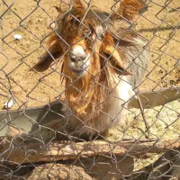 تیشتر ترکی|حیوانات مزرعه|شهرکرد, |دیوار