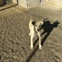 سگ سراب۴ماهه