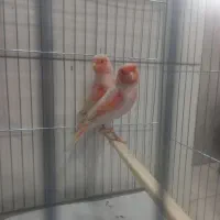 قناری موزاییکی