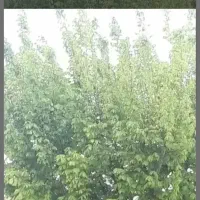 زمین-مسکونی-ویلایی-شهری