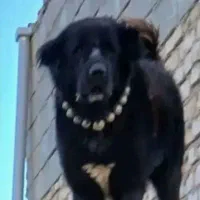 واگذاری یک جفت نرو لاس گله ای و جانوری سفت