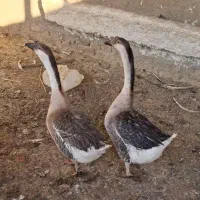 قوغاز اوکراینی اصل