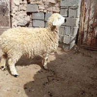 بره ماده|حیوانات مزرعه|قهستان, |دیوار