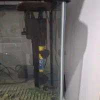 اکواریوم|ماهی|ساوه, |دیوار