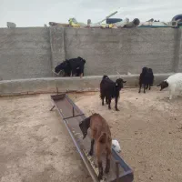 بز پاکستانی