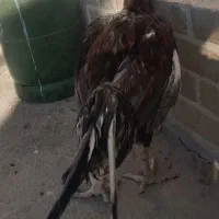 سلام خروس لاری|حیوانات مزرعه|هشتگرد, تهران دشت|دیوار