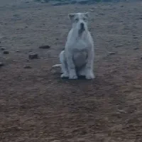 توله ماده|سگ|نیشابور, مازول|دیوار