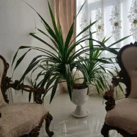 گل زینتی مخصوص فضای بزرگ