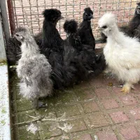 ابریشمی کوپال