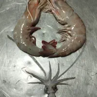 فروش میگو و ماهی ارسال به تمامی شهرهای ایران