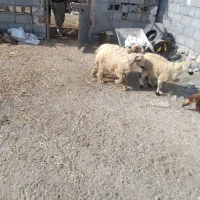 بره