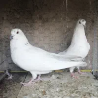 کفتر ایرانی خارجی پرشی و کپکی