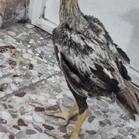 مرغ و خروس لاری اوشامو اصیل|حیوانات مزرعه|اهواز, زرگان|دیوار