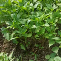 نشا فلفل بادمجان گوجه