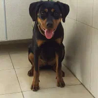 واگذاری سگ روتوایلر