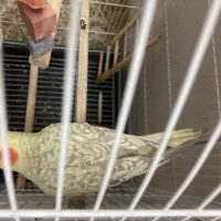 2تا عروس هلندی|پرنده|تهران, بیسیم|دیوار