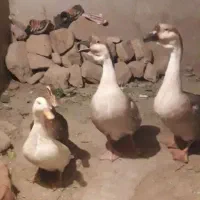 یک جفت غو غاز محلی