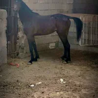 اسب مادیان خالص