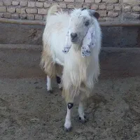 یک عدد بز نر