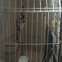 عروس هلندی|پرنده|تهران, صد دستگاه|دیوار