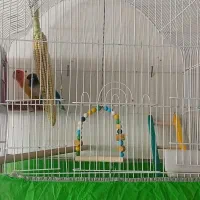 طوطی برزیلی|پرنده|بوکان, |دیوار