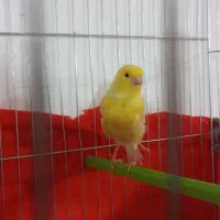 قناری ماده|پرنده|کوهدشت, |دیوار